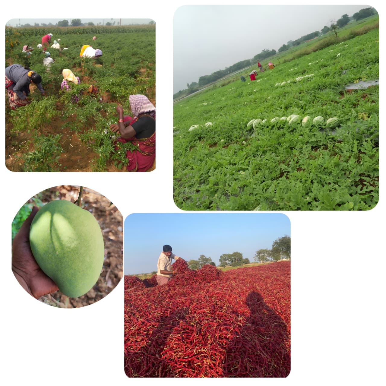 Farmers in Indian fields