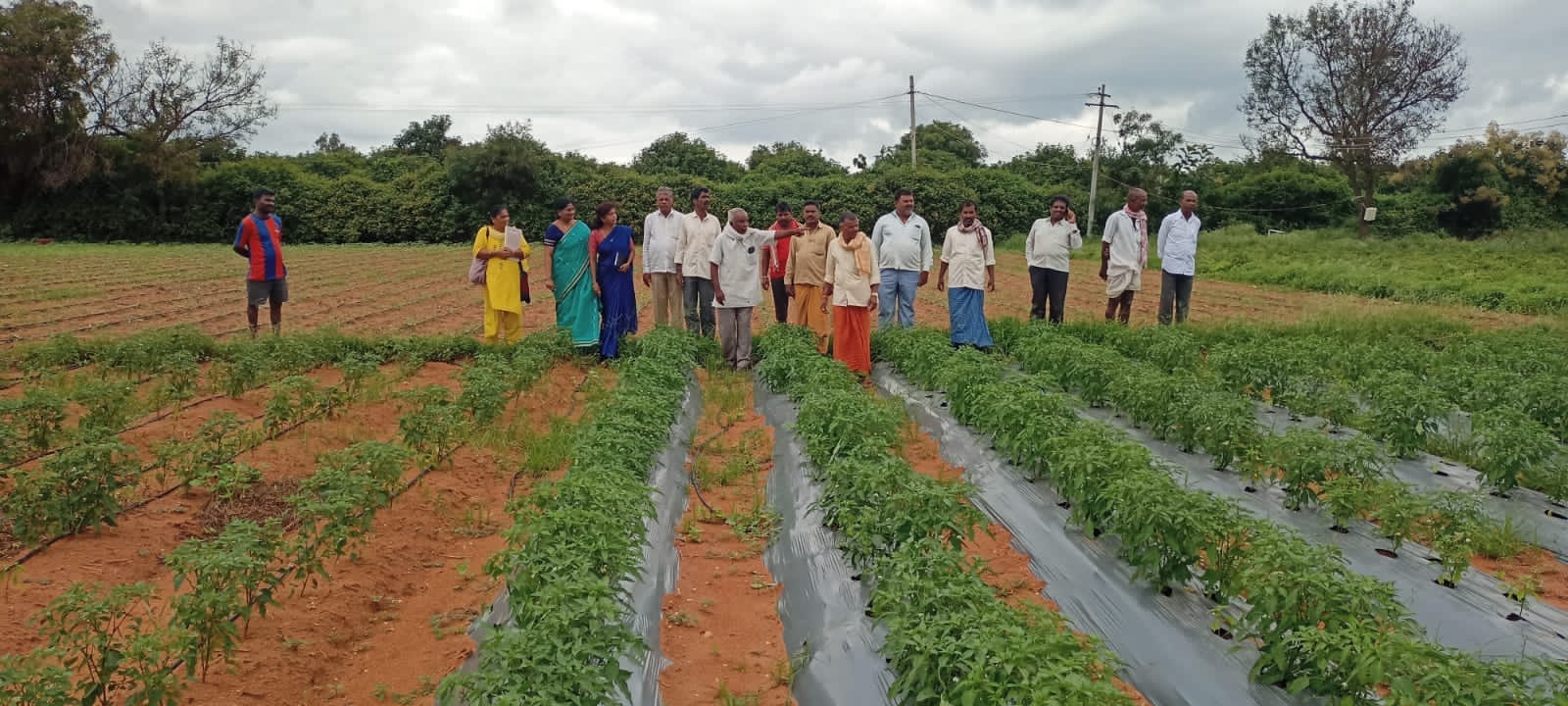Farmers harvesting fresh vegetables