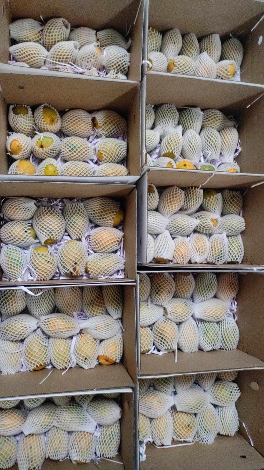 Packing vegetables in crates
